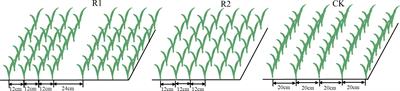 Effects of row spacing on soil nitrogen availability, wheat morpho-physiological traits and radiation use efficiency